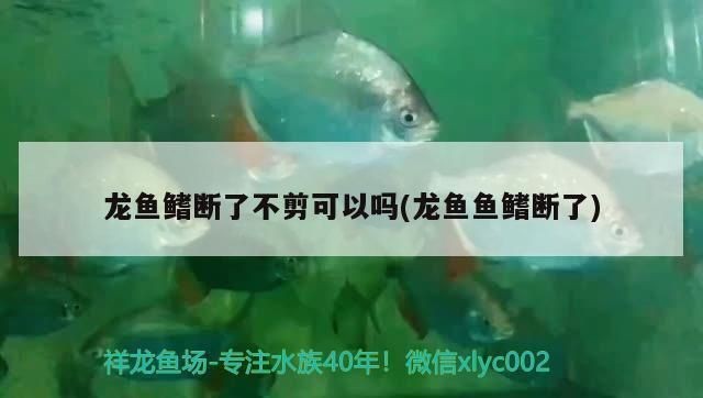 魚鰭受傷能否恢復？