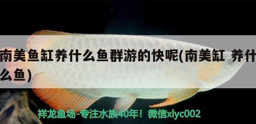 美魚缸中，哪些魚群游速快且適合混養