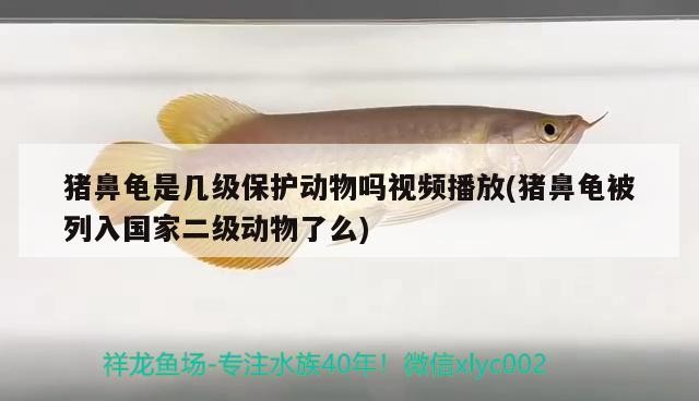 豬鼻龜是幾級保護(hù)動物？