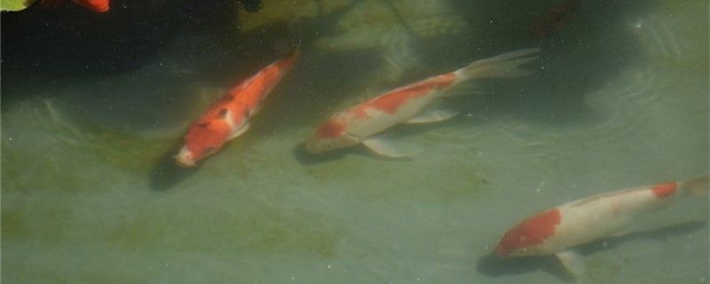 會吃自己糞便嗎？魚糞便過多咋辦？