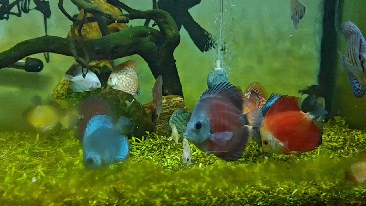 七彩神仙魚，神秘水族世界的 七彩神仙魚，神秘水族世界的 龍魚論壇