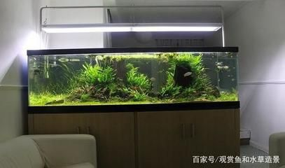 缸小型觀賞魚種類及挑選指南，如何選擇適合草缸的