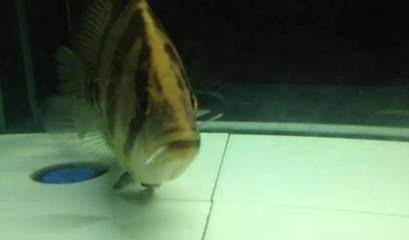 魚(yú)尾巴毒刺更換周期揭秘，互動(dòng) 魚(yú)尾巴毒刺更換周期揭秘，互動(dòng) 魟魚(yú)百科 第1張