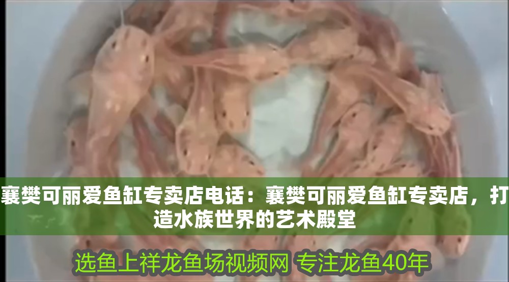 樊可麗愛魚缸專賣店，電話咨詢，共筑水族