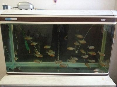 魚用什么顏色的缸？ 魚用什么顏色的缸？ 虎魚百科 第1張