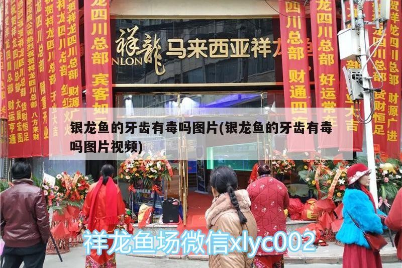 龍魚牙齒是否含毒？