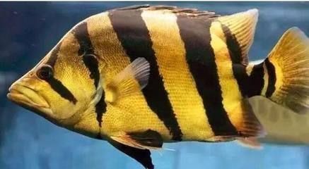 魚身上現(xiàn)白斑？病因、防治全解析，助你守護 魚身上現(xiàn)白斑？病因、防治全解析，助你守護 虎魚百科 第2張