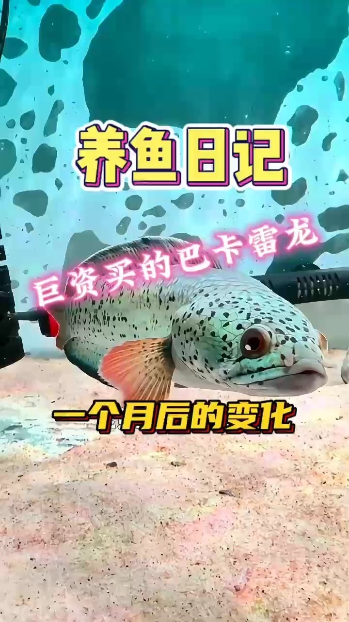 魚缸用增氧泵價格是多少:魚缸增氧機-xtrac增氧機-xtrac增氧機 巴卡雷龍,從幼態到強大的奇幻成長傳奇之旅 龍魚論壇 巴卡雷龍,從幼態到強大的奇幻成長傳奇之旅 巴卡雷龍,從幼態到強大的奇幻成長傳奇之旅 龍魚論壇