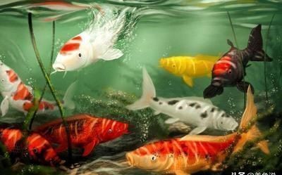 魚(yú)31度水溫下祥龍魚(yú)場(chǎng)的龍魚(yú)養(yǎng)殖