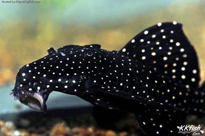 黑白雙星異形魚（坦克），飼養秘籍與技巧全 黑白雙星異形魚（坦克），飼養秘籍與技巧全 iwish愛唯希品牌魚缸 第1張