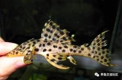 黑白雙星異形魚（坦克），飼養秘籍與技巧全 黑白雙星異形魚（坦克），飼養秘籍與技巧全 iwish愛唯希品牌魚缸 第3張