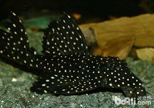 黑白雙星異形魚（坦克），飼養秘籍與技巧全 黑白雙星異形魚（坦克），飼養秘籍與技巧全 iwish愛唯希品牌魚缸 第4張