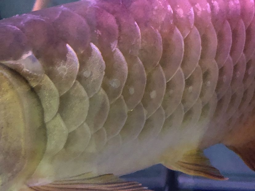 市荔灣區萬銀水族店，水族愛好者的寶藏店鋪 市荔灣區萬銀水族店，水族愛好者的寶藏店鋪 全國水族館企業名錄 第2張