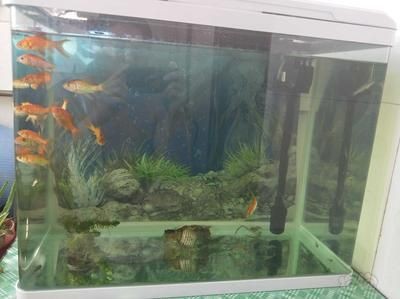 60x45x45魚缸適宜養(yǎng)多少魚? 魚缸百科 第3張 60x45x45魚缸適宜養(yǎng)多少魚? 60x45x45魚缸適宜養(yǎng)多少魚? 魚缸百科 第3張