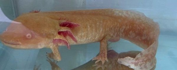魚不愛游動之謎，探究其背后可能的原因與解決之道