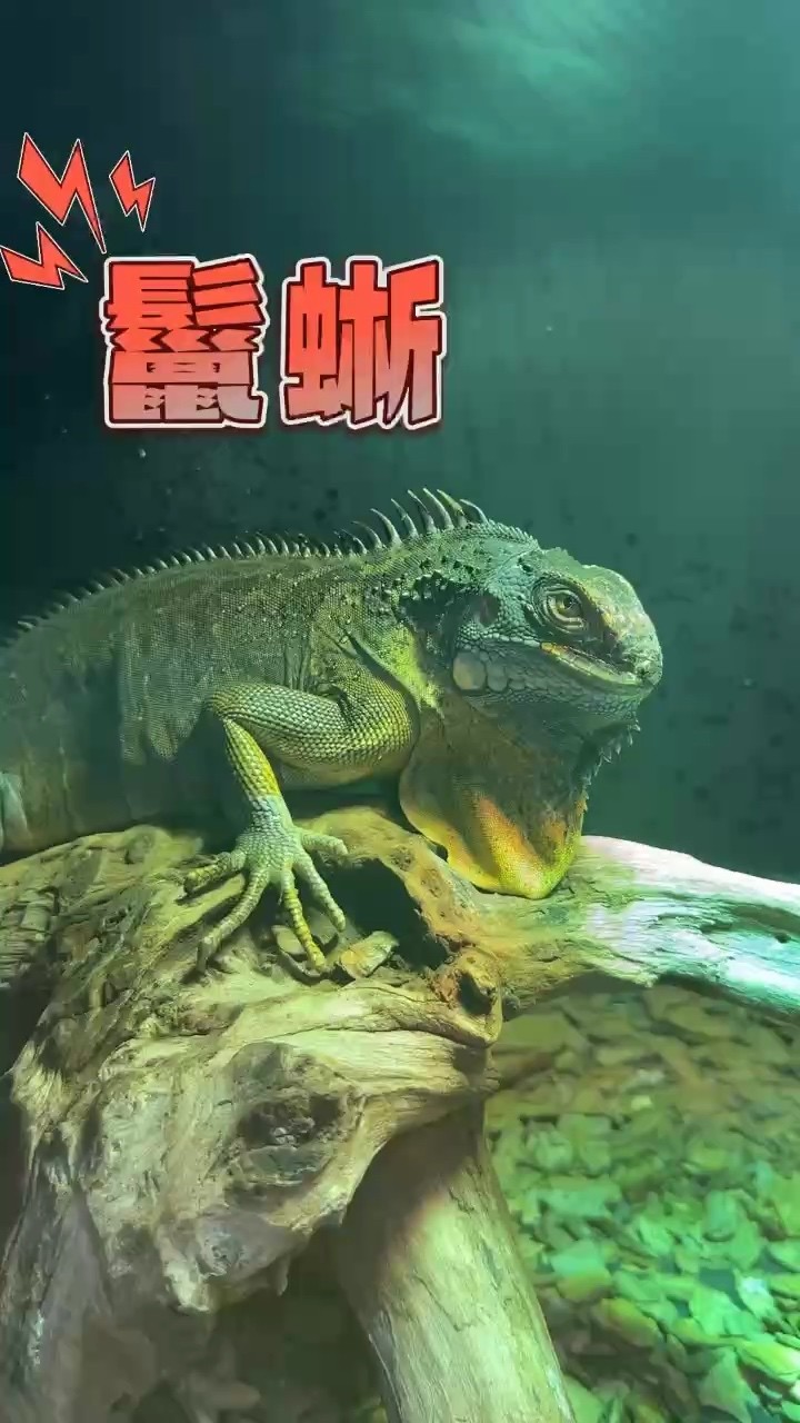 秘蜥蜴，習性、種類與獨特