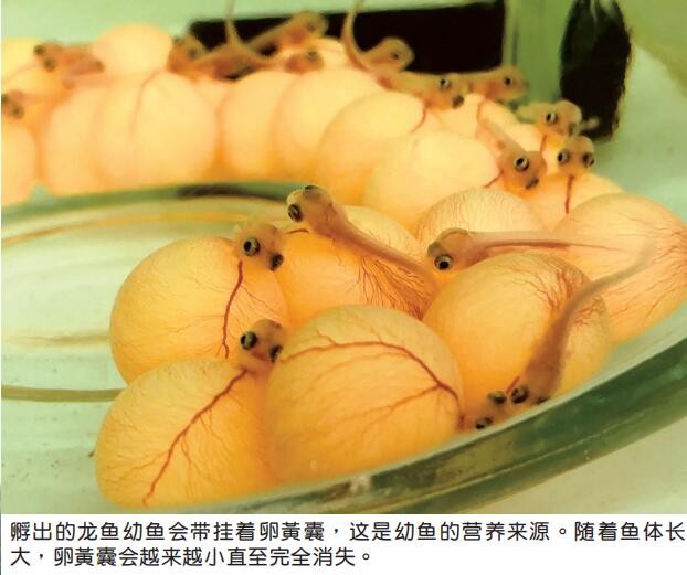 詳細(xì)閱讀:龍魚(yú)場(chǎng)創(chuàng)佳績(jī),全球首獲CITES準(zhǔn)證 龍魚(yú)場(chǎng)創(chuàng)佳績(jī),全球首獲CITES準(zhǔn)證