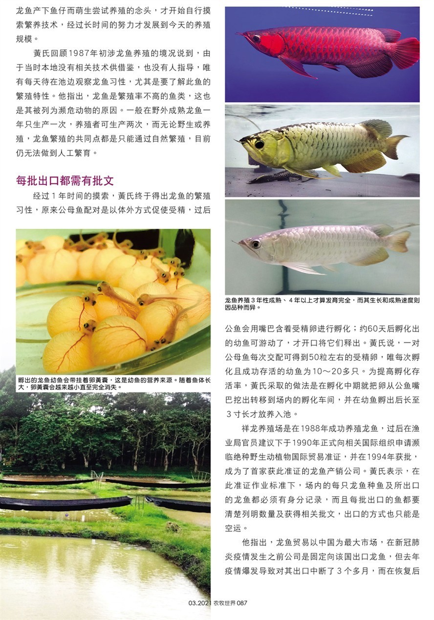 詳細(xì)閱讀:龍魚(yú)場(chǎng)創(chuàng)佳績(jī),全球首獲CITES準(zhǔn)證 龍魚(yú)場(chǎng)創(chuàng)佳績(jī),全球首獲CITES準(zhǔn)證