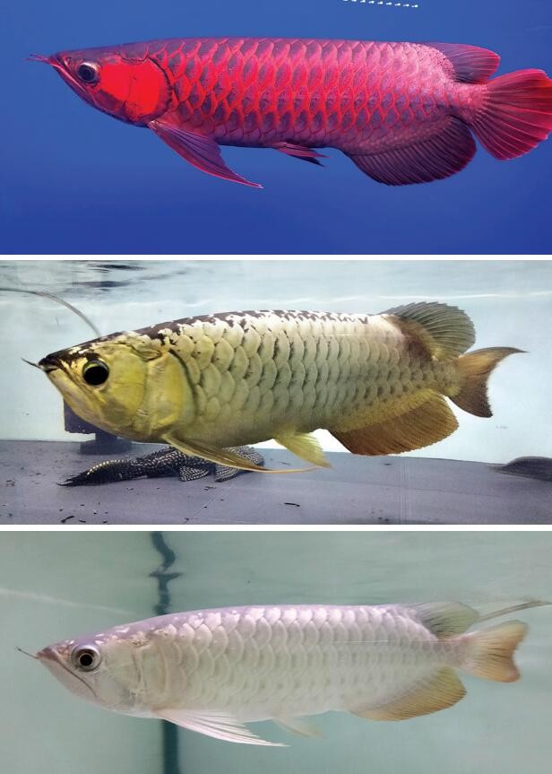 龍魚場創(chuàng)佳績，全球首獲CITES準(zhǔn)證 龍魚場創(chuàng)佳績，全球首獲CITES準(zhǔn)證 觀賞魚百科 第6張