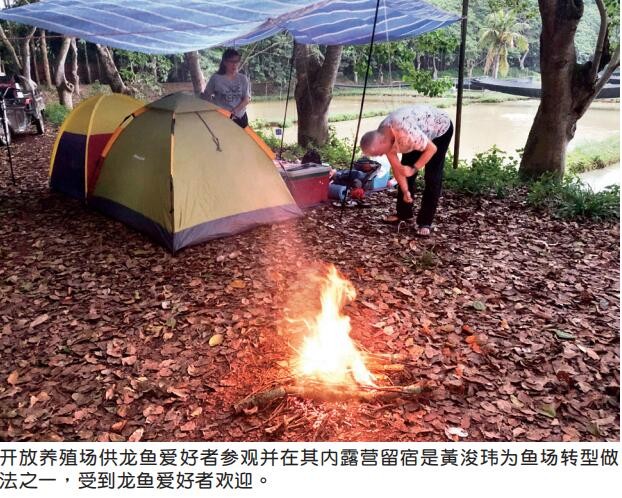龍魚場創(chuàng)佳績，全球首獲CITES準(zhǔn)證 龍魚場創(chuàng)佳績，全球首獲CITES準(zhǔn)證 觀賞魚百科 第9張