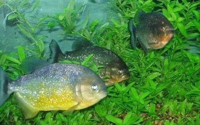 公分虎魚吃啥？幼年虎魚食物全解析，助力健康成長 公分虎魚吃啥？幼年虎魚食物全解析，助力健康成長 虎魚百科 第1張