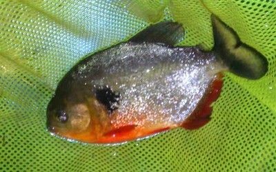 公分虎魚吃啥？幼年虎魚食物全解析，助力健康成長 公分虎魚吃啥？幼年虎魚食物全解析，助力健康成長 虎魚百科 第2張