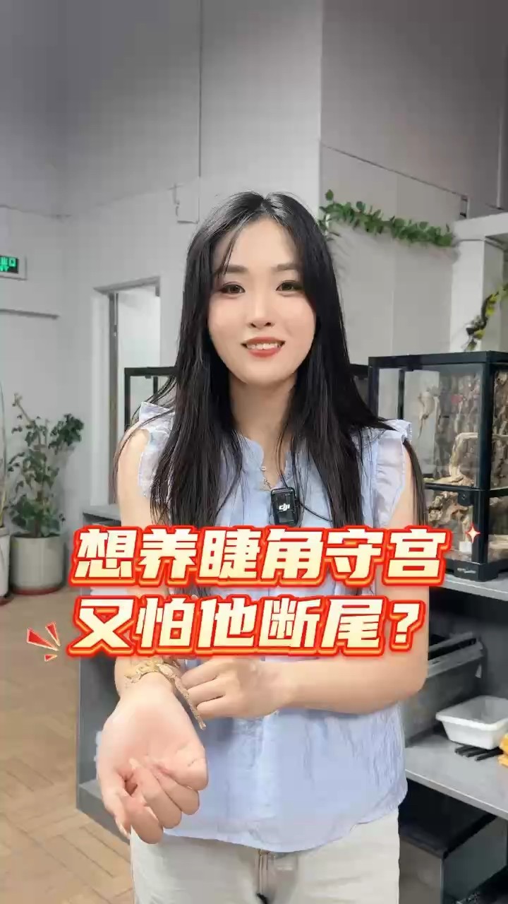 養(yǎng)睫角守宮怕斷尾？