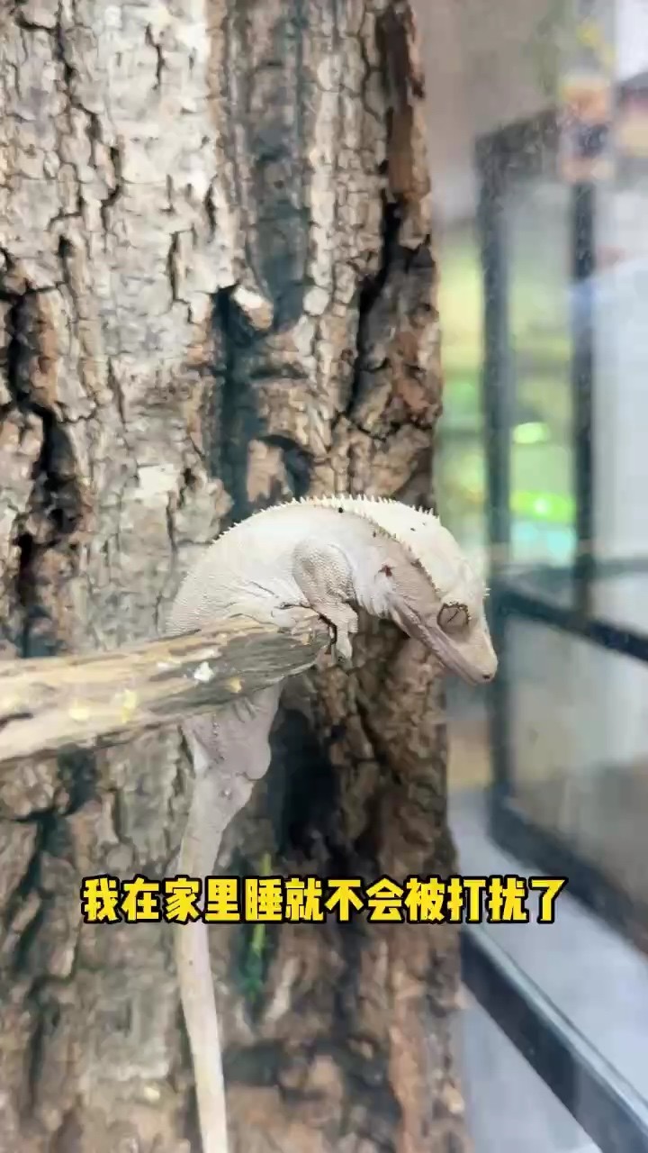 小睫角的奇妙睡姿，千姿百態盡顯呆