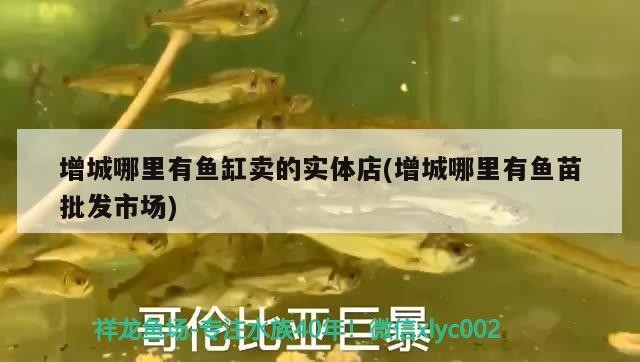 魚(yú)缸實(shí)體店及魚(yú)苗批發(fā)市場(chǎng)位置全攻略