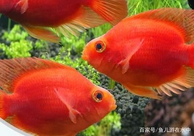 0公分魚缸養(yǎng)魚數(shù)量及種類指南視頻,探索最佳養(yǎng) 魚缸百科 第3張 0公分魚缸養(yǎng)魚數(shù)量及種類指南視頻,探索最佳養(yǎng) 0公分魚缸養(yǎng)魚數(shù)量及種類指南視頻,探索最佳養(yǎng) 魚缸百科 第3張
