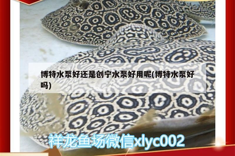 特水泵與創寧水泵哪個好用？ 特水泵與創寧水泵哪個好用？ 創寧水族