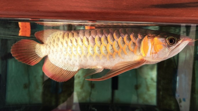龍魚鰓蓋腐爛治療費用大概是多少，魚鰓蓋腐爛的治療費用因地區、治療方式和龍魚的健康狀況而異