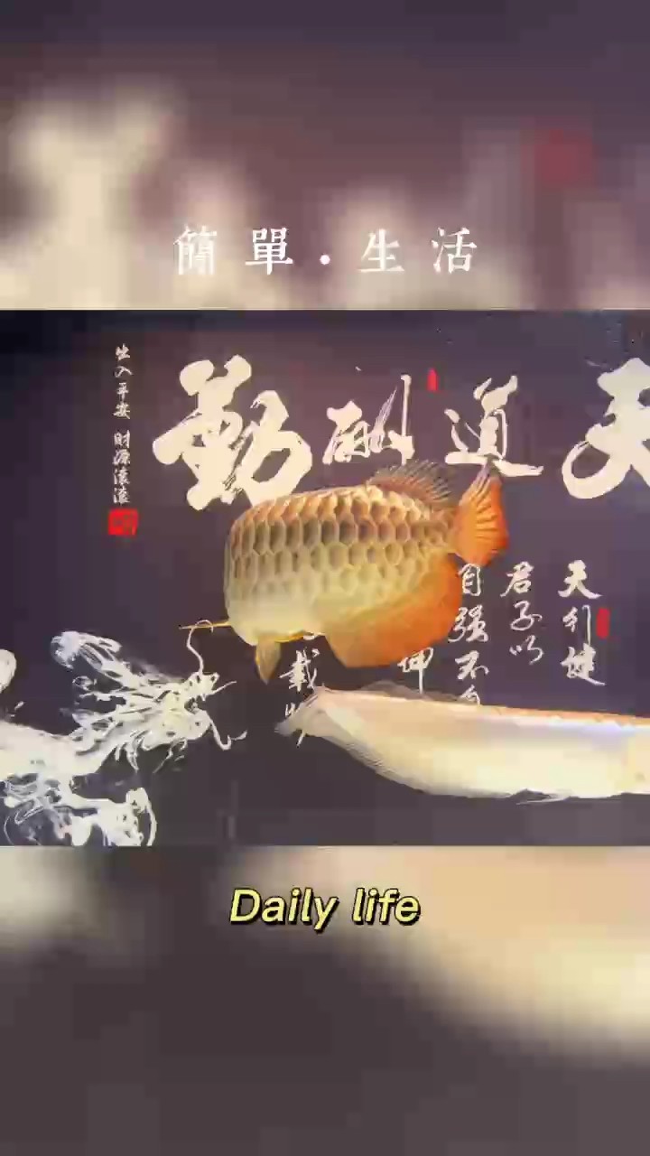 記錄今日，時光流轉，回首已過四年有余[deyi][deyi][deyi 記錄今日，時光流轉，回首已過四年有余[deyi][deyi][deyi 龍魚論壇