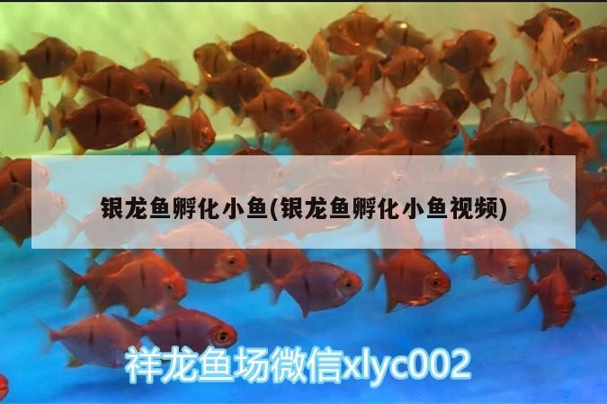龍魚孵化小魚全過程，從產卵到小魚破殼的奇妙瞬間（含視頻）