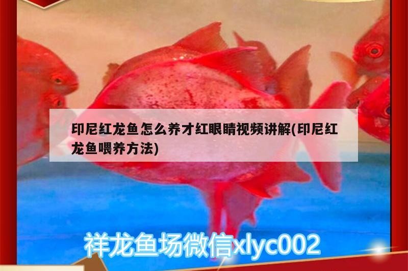 紅龍魚紅眼秘訣大公開！ 紅龍魚紅眼秘訣大公開！ 紅龍魚百科