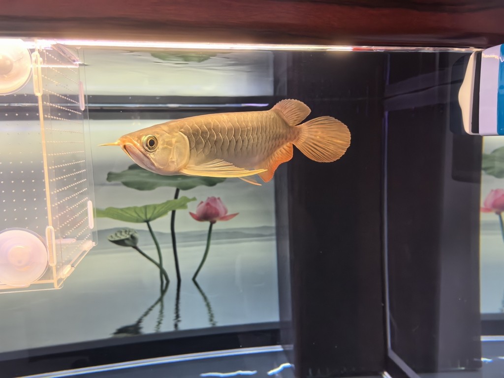 愛好，讓生活更精彩，熱愛 愛好，讓生活更精彩，熱愛 龍魚論壇 第3張