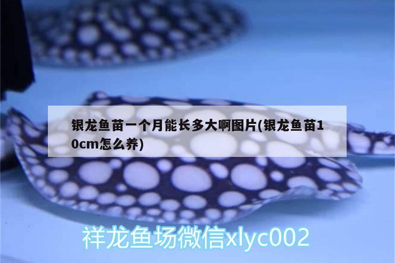 龍魚苗一個月長勢及10cm魚苗養護要點 龍魚苗一個月長勢及10cm魚苗養護要點 銀龍魚百科