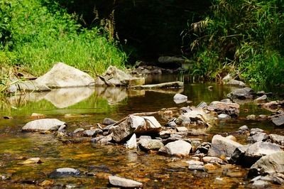 龍魚趴缸底咋辦？最佳治療及缺氧判斷、常見