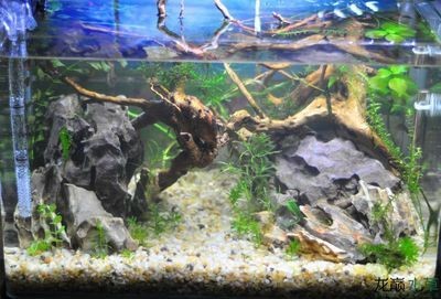 米長魚缸養(yǎng)冷水魚攻略，精選適宜品種及養(yǎng)護(hù)要點(diǎn)