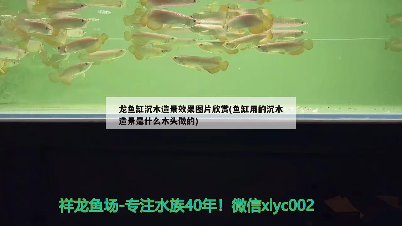 魚缸沉木造景效果圖片欣賞，揭秘魚缸用沉木