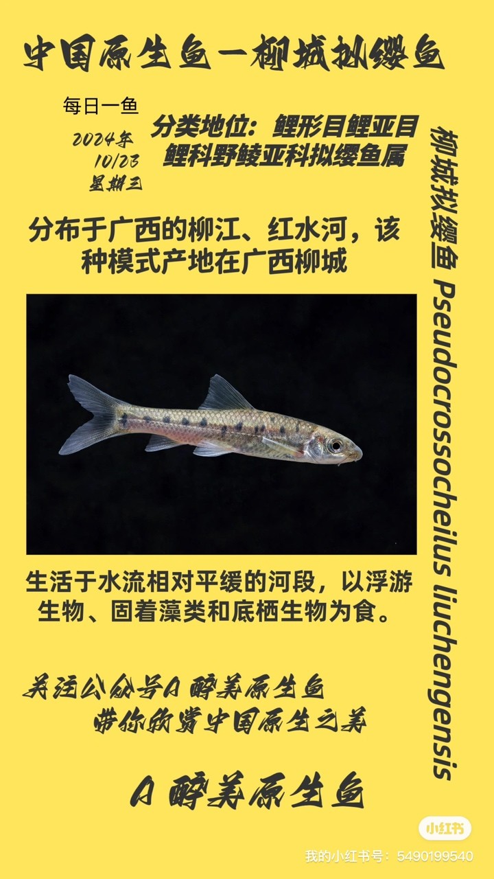 城擬纓魚，獨特生靈的生態奧秘與生存現狀 城擬纓魚，獨特生靈的生態奧秘與生存現狀 龍魚論壇