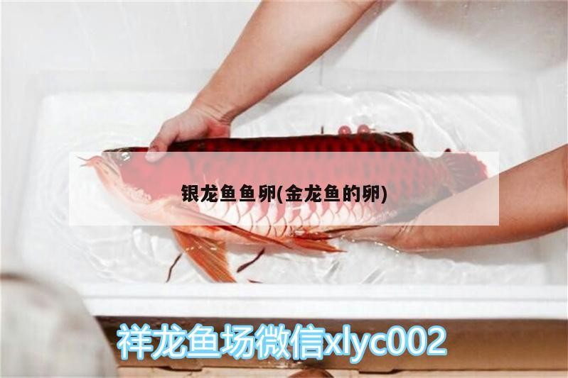 觀賞魚 龍魚魚卵(金龍魚的卵)之謎,孵化、養護與珍稀價值全 銀龍魚百科 龍魚魚卵(金龍魚的卵)之謎,孵化、養護與珍稀價值全 龍魚魚卵(金龍魚的卵)之謎,孵化、養護與珍稀價值全 銀龍魚百科