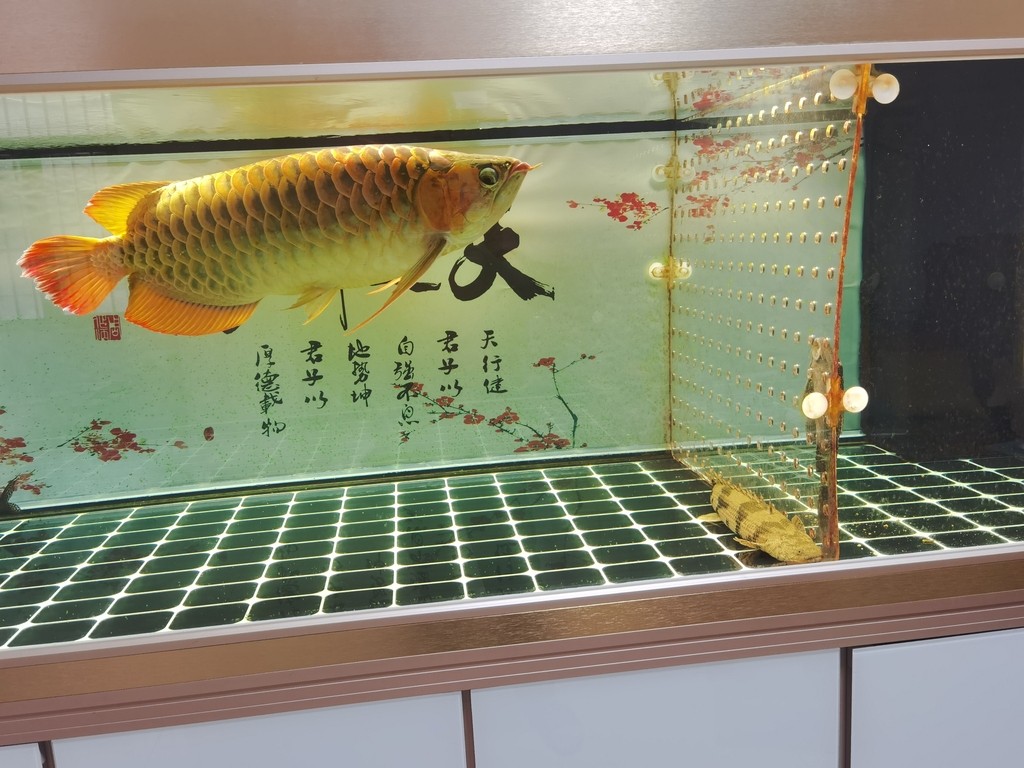你還未提供具體內容呀，我暫時沒辦法準確生成相應長標題呢，你可以把內容發 你還未提供具體內容呀，我暫時沒辦法準確生成相應長標題呢，你可以把內容發 龍魚論壇