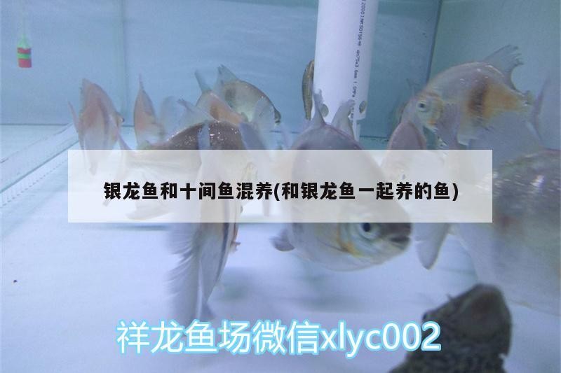 龍魚與十間魚混養(yǎng)攻略，適配環(huán)境、喂食