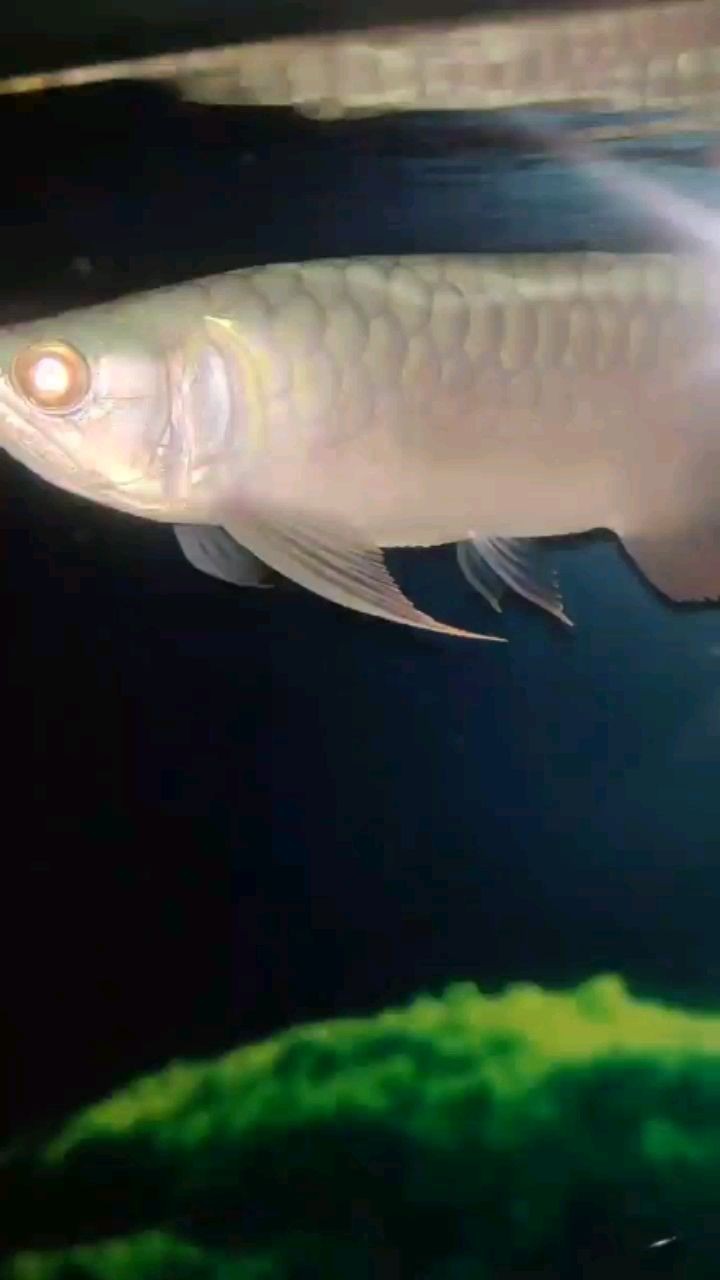 角龍魚適宜水溫揭秘，多少度最合適養(yǎng)這種獨特