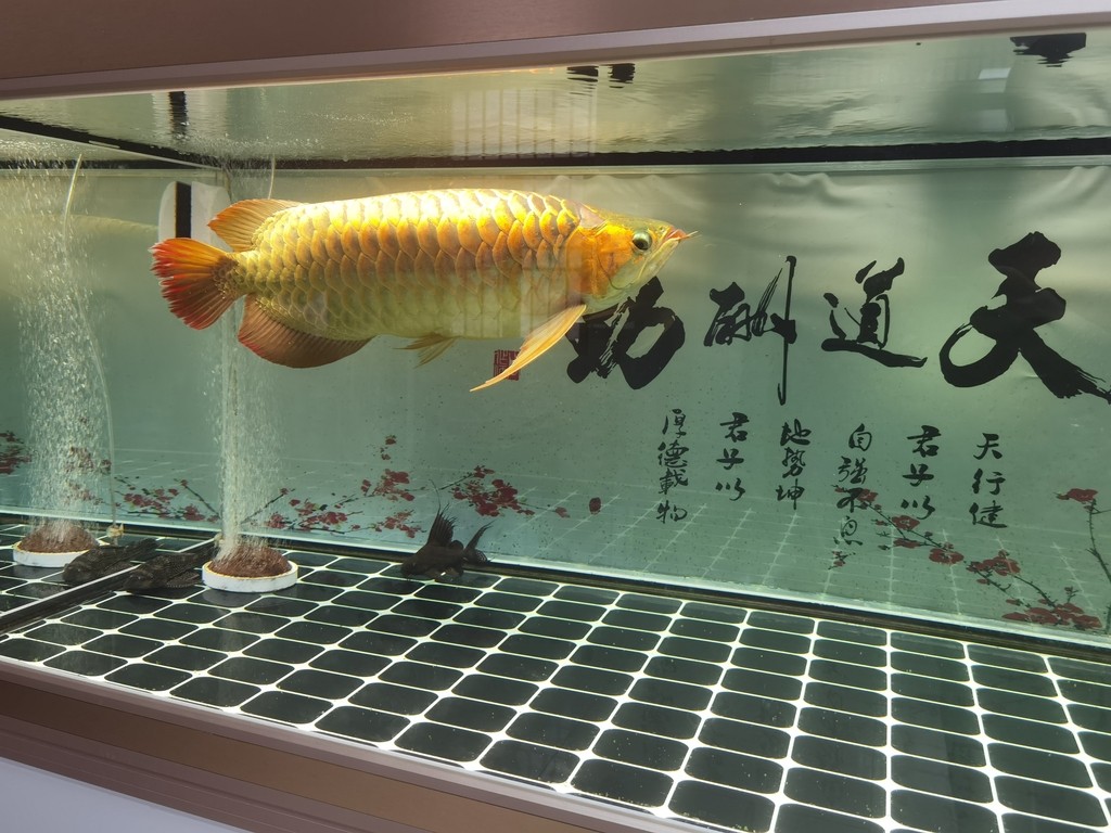 你還未提供具體的內容呀，暫時沒辦法準確生成相應的長標題呢，你可以把內容告訴我 你還未提供具體的內容呀，暫時沒辦法準確生成相應的長標題呢，你可以把內容告訴我 龍魚論壇