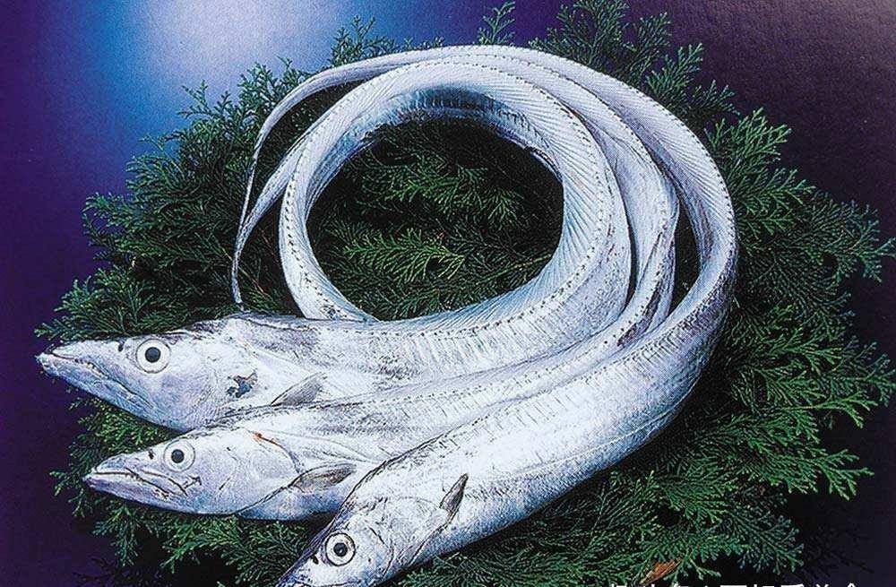 帶魚高清圖片大賞，帶魚圖片大全，領略帶 帶魚高清圖片大賞，帶魚圖片大全，領略帶 iwish愛唯希品牌魚缸 第2張