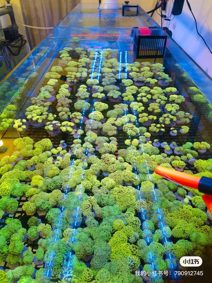 榔頭大集合，不同顏色榔頭的特色與用途全解析