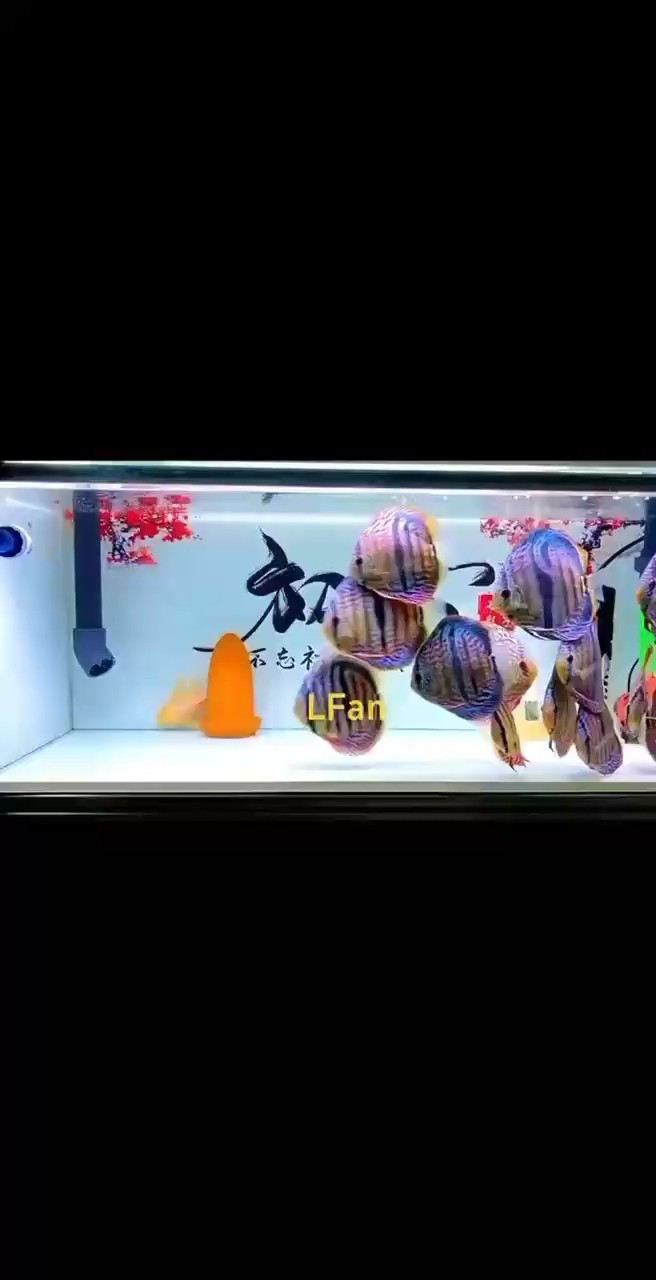哈哈，探尋這簡(jiǎn)單笑聲背后隱藏的奇妙故事與多樣情感