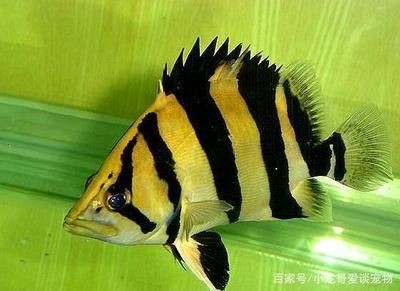 魚會吃泥鰍嗎？探究虎魚吃泥鰍的